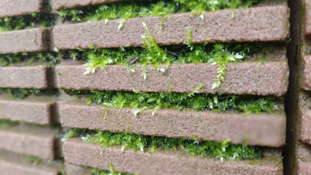 Detail view BryoSYSTEM with moss